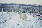 Samoyed in winter