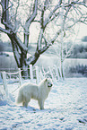 Samoyed in winter