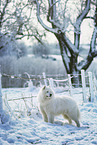 Samoyed in winter