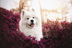 female Samoyed