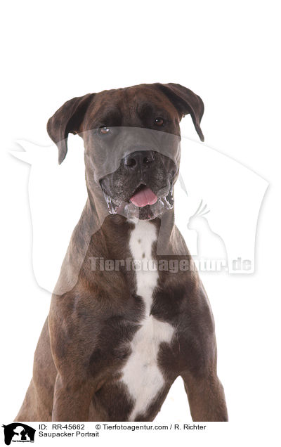Saupacker Portrait / Saupacker Portrait / RR-45662