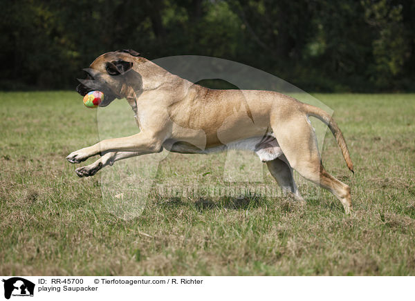 playing Saupacker / RR-45700