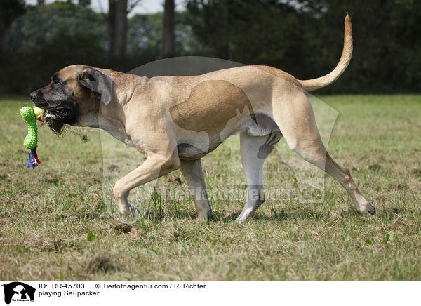 playing Saupacker / RR-45703