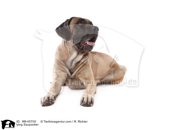 lying Saupacker / RR-45705