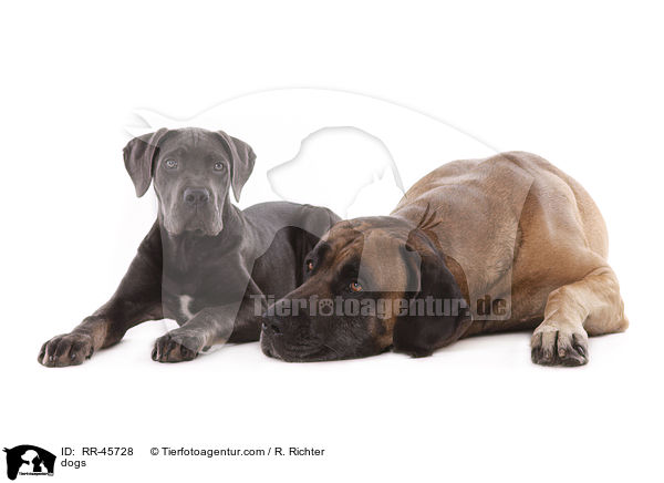 Hunde / dogs / RR-45728