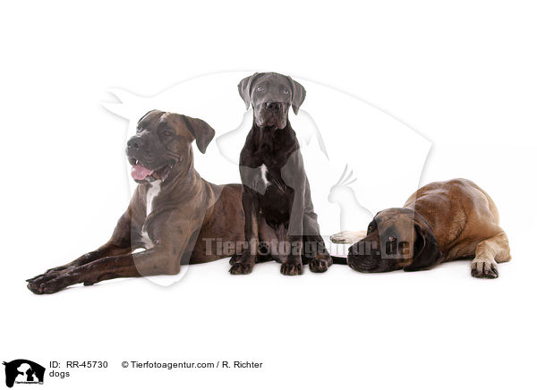 Hunde / dogs / RR-45730