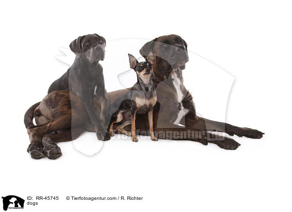 Hunde / dogs / RR-45745