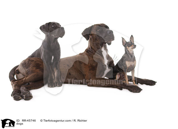 Hunde / dogs / RR-45746