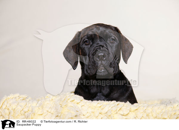 Saupacker Welpe / Saupacker Puppy / RR-48022