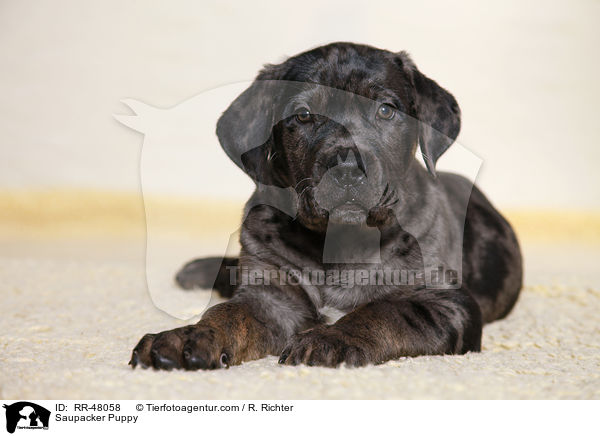 Saupacker Puppy / RR-48058