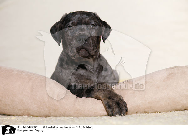 Saupacker Puppy / RR-48061