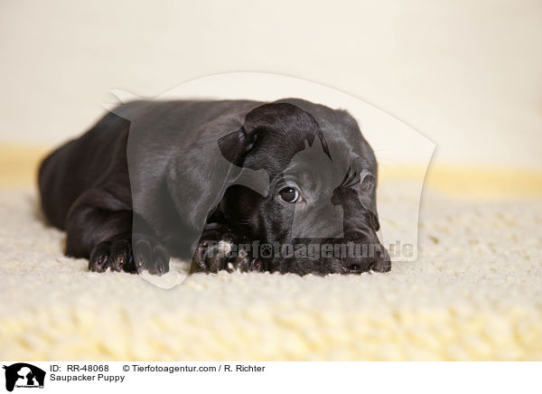 Saupacker Puppy / RR-48068