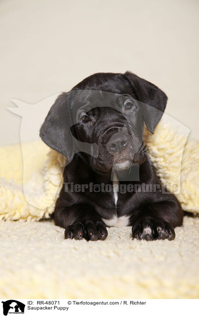 Saupacker Puppy / RR-48071