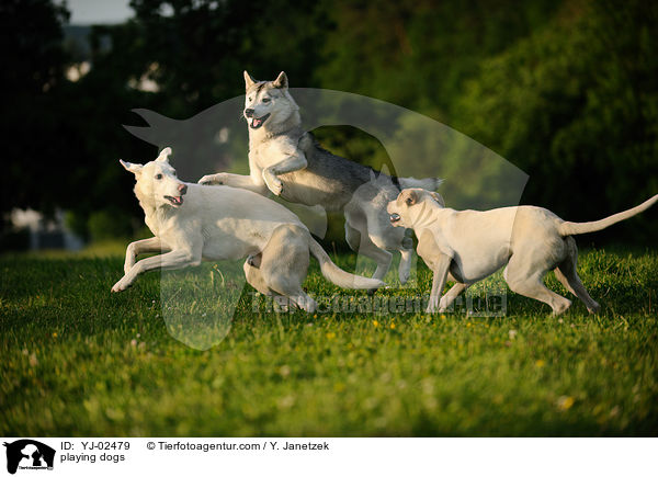 spielende Hunde / playing dogs / YJ-02479