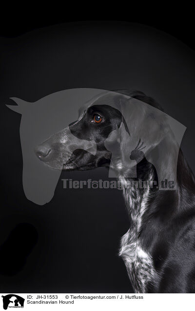 Europischer Schlittenhund / Scandinavian Hound / JH-31553