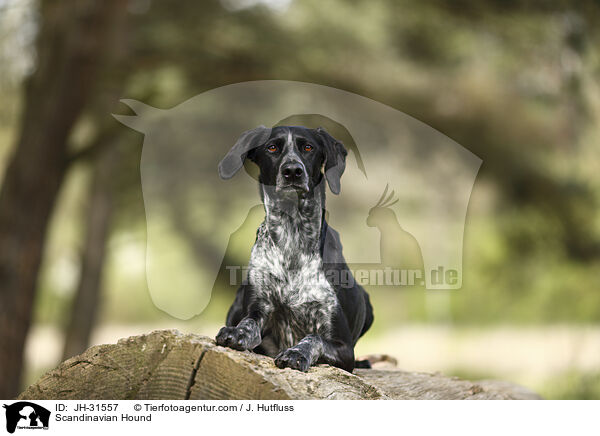 Europischer Schlittenhund / Scandinavian Hound / JH-31557