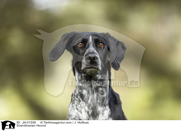 Europischer Schlittenhund / Scandinavian Hound / JH-31558