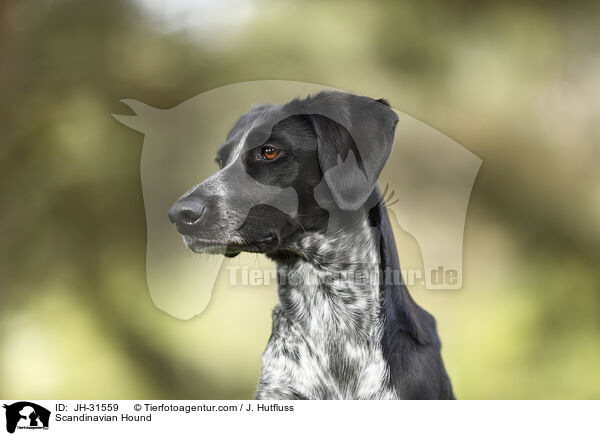 Europischer Schlittenhund / Scandinavian Hound / JH-31559