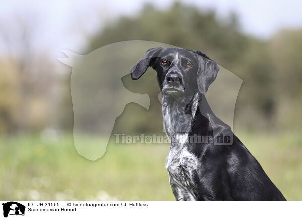 Europischer Schlittenhund / Scandinavian Hound / JH-31565