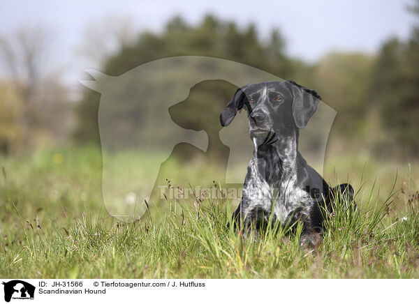 Europischer Schlittenhund / Scandinavian Hound / JH-31566