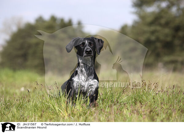 Europischer Schlittenhund / Scandinavian Hound / JH-31567
