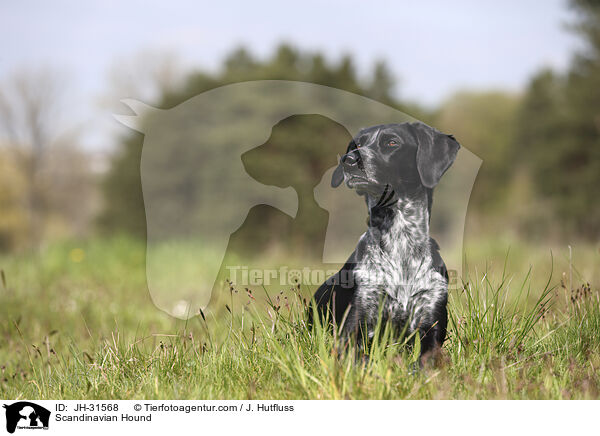Europischer Schlittenhund / Scandinavian Hound / JH-31568