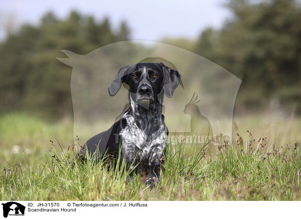 Europischer Schlittenhund / Scandinavian Hound / JH-31570