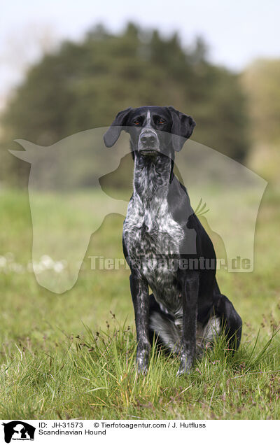 Europischer Schlittenhund / Scandinavian Hound / JH-31573