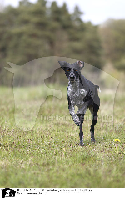 Europischer Schlittenhund / Scandinavian Hound / JH-31575