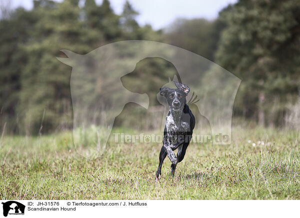 Europischer Schlittenhund / Scandinavian Hound / JH-31576
