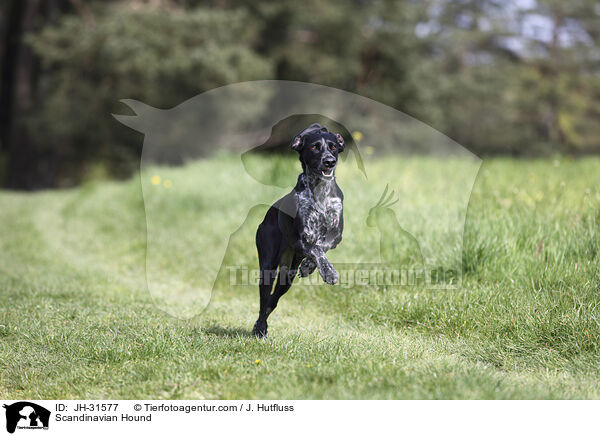 Europischer Schlittenhund / Scandinavian Hound / JH-31577