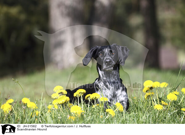 Europischer Schlittenhund / Scandinavian Hound / JH-31582