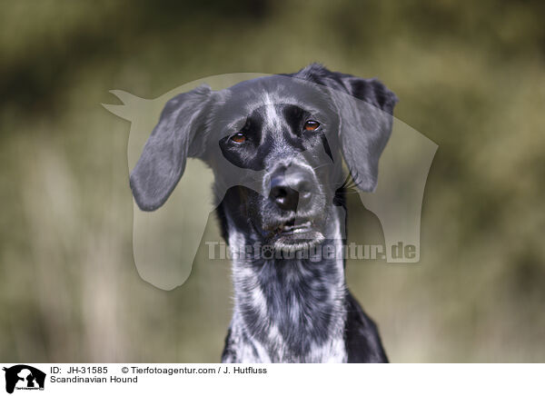 Europischer Schlittenhund / Scandinavian Hound / JH-31585