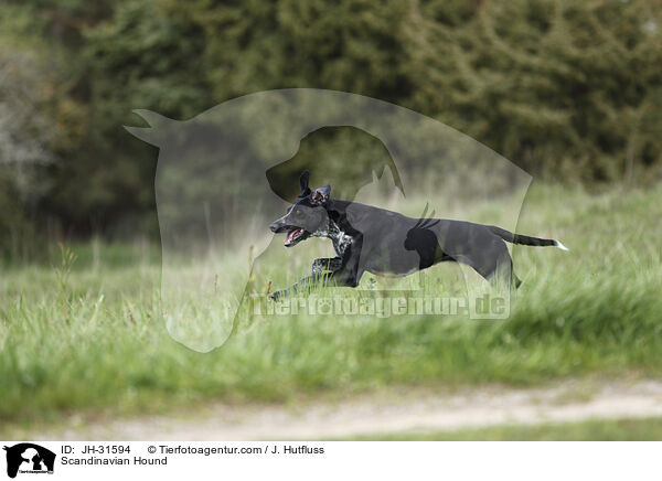 Europischer Schlittenhund / Scandinavian Hound / JH-31594