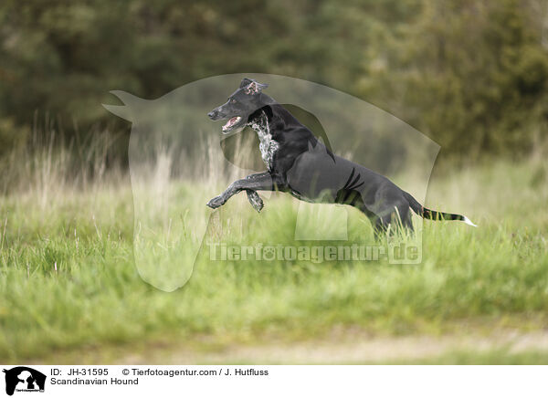 Europischer Schlittenhund / Scandinavian Hound / JH-31595