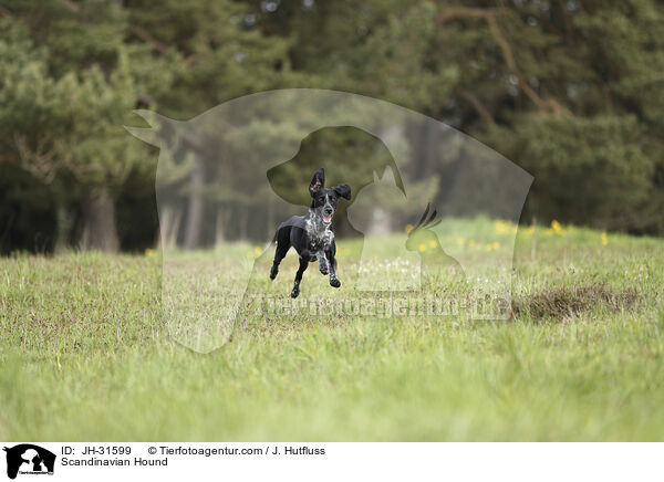 Europischer Schlittenhund / Scandinavian Hound / JH-31599