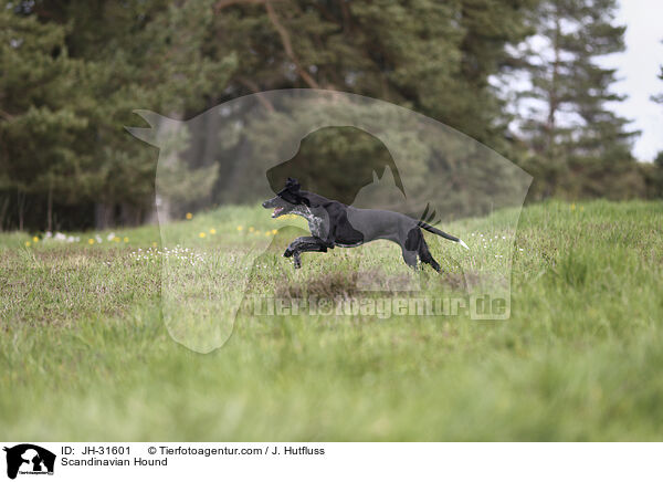 Europischer Schlittenhund / Scandinavian Hound / JH-31601