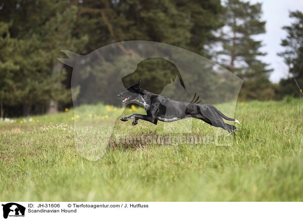 Europischer Schlittenhund / Scandinavian Hound / JH-31606