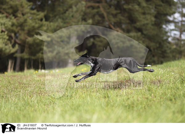 Europischer Schlittenhund / Scandinavian Hound / JH-31607