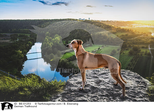 German Trailhound / BE-01253