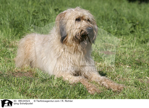 liegender / lying Schafpudel / RR-04523