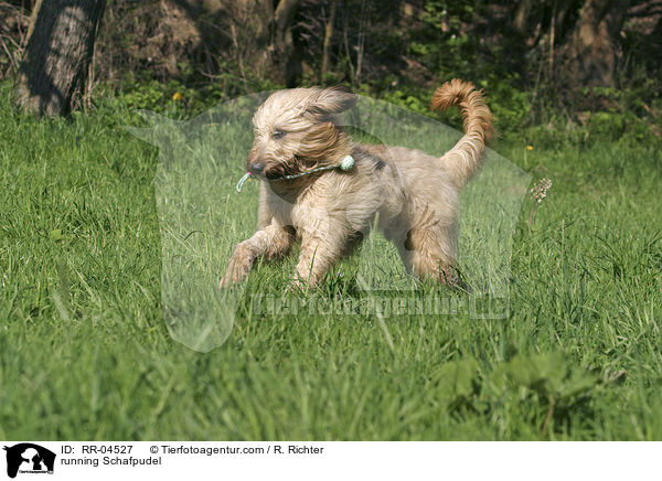 rennender / running Schafpudel / RR-04527