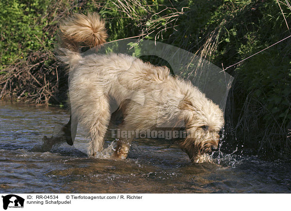 running Schafpudel / RR-04534