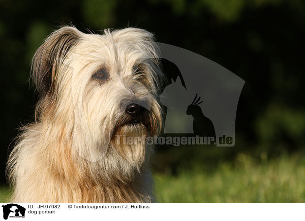 Schafpudel Portrait / dog portrait / JH-07082
