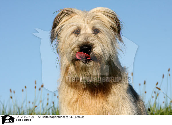Schafpudel Portrait / dog portrait / JH-07100