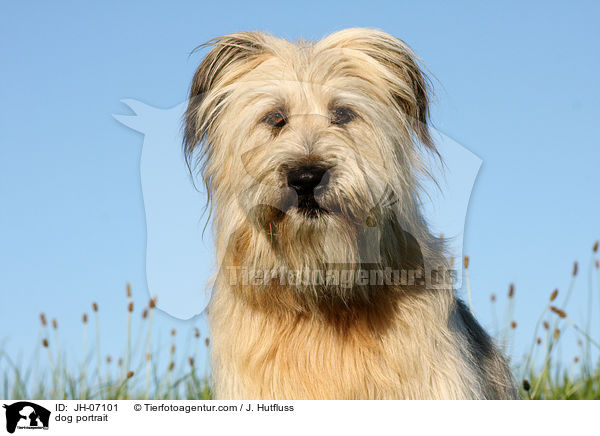 Schafpudel Portrait / dog portrait / JH-07101