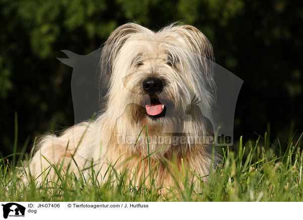 Schafpudel / dog / JH-07406