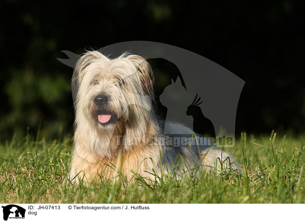 Schafpudel / dog / JH-07413