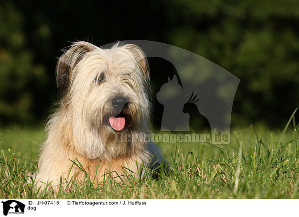 Schafpudel / dog / JH-07415