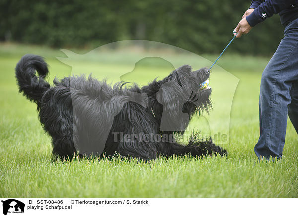 spielender Schafpudel / playing Schafpudel / SST-08486